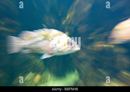 Kelp Bass ( Paralabrax clathratus) Coast of California, USA