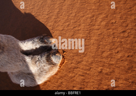 Camel's foot (camel toe Stock Photo - Alamy