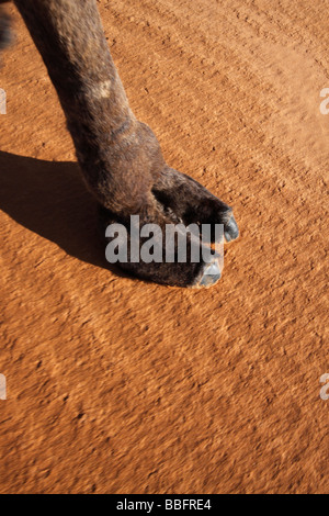 Africa, North Africa, Morocco, Sahara Desert, Merzouga, Erg Chebbi, Foot of Camel on the Sand Stock Photo