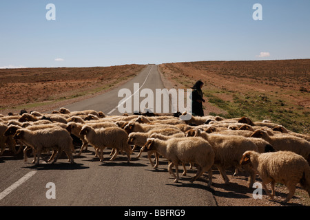 Africa, North Africa, Morocco, High Atlas Mountains, Dades Valley, Berber Woman Tending Sheep and Goats Stock Photo