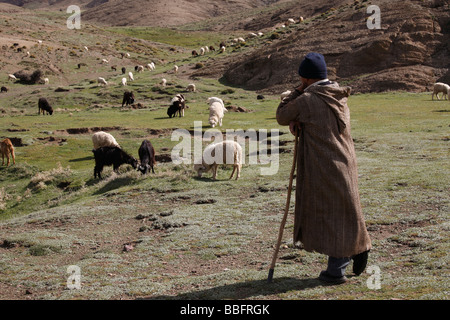 Africa, North Africa, Morocco, High Atlas Mountains, Terraced Fields, Tizi n Tichka, Shepherd Tending Sheep and Goats Stock Photo