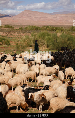 Berber shepherd herds a flock of sheep in the Middle Atlas Mountains in ...