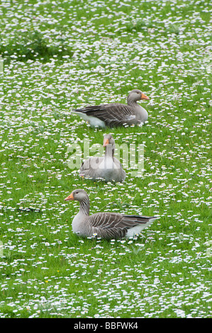 Anser anser. Greylag Geese in amongst daises. Isle of Harris, Outer Hebrides, Scotland