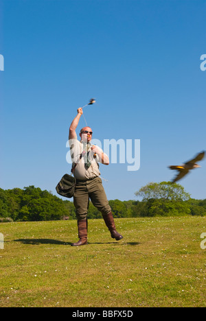 A falconer giving a falconry display to the public,attracting the birds of prey to fly past using a lure in the uk countryside Stock Photo