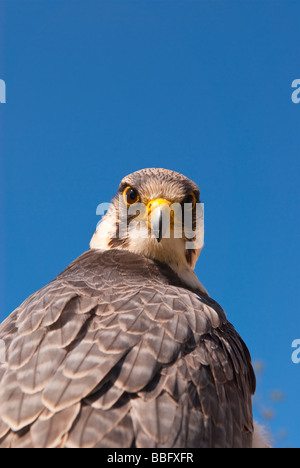 A captive Lanner Falcon (falco biarmicus) bird of prey portrait in the uk Stock Photo