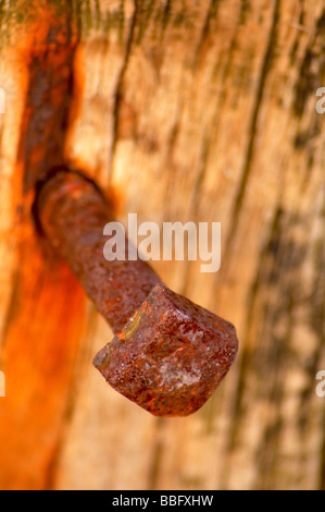 Rusty bolt in old timber groyne on the coastline at Dawlish Warren Stock Photo