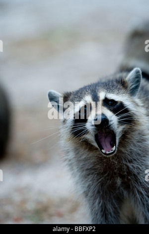 Raccoon behavior. Stock Photo