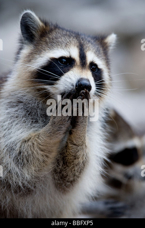 Close-up of raccoon. Stock Photo
