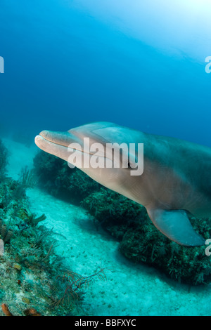 Underwater image of dolphin. Stock Photo