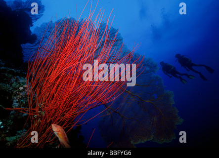 Divers on underwater wall. Stock Photo