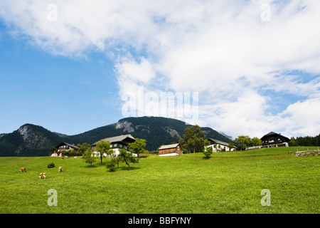 Cows grazing in st wolfgang Stock Photo