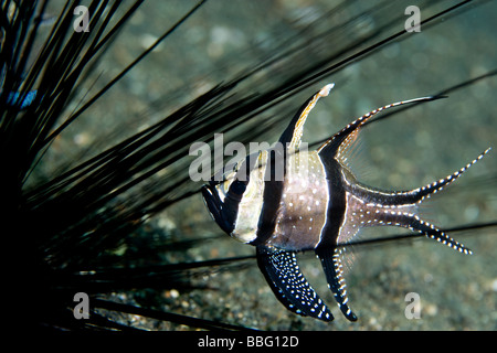 Cardinal fish and sea urchin. Stock Photo