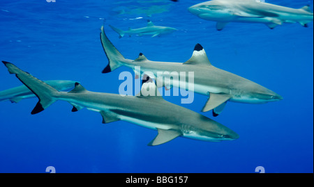 Blacktip reef sharks. Stock Photo