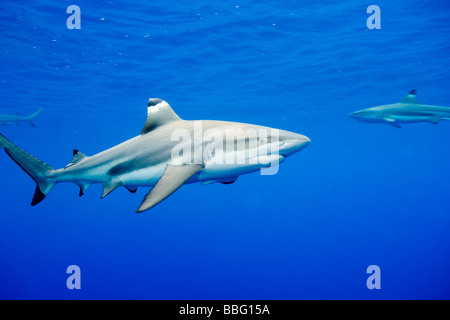 Blacktip reef sharks. Stock Photo