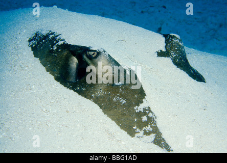 Stingray buried in sand Stock Photo - Alamy