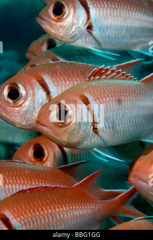 Caribbean red soldier fish Stock Photo - Alamy