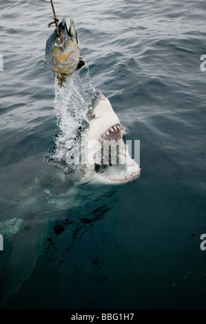 Great white shark and bait. Stock Photo