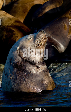 Sea lion basking in sun. Stock Photo