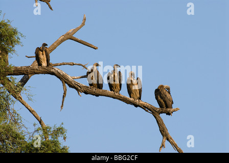 Ruppel s griffon Rueppells griffon vulture Gyps rueppellii SAMBURU NATIONAL RESERVE KENYA East Africa Stock Photo