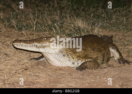 Nile crocodile Crocodylus niloticus noctual feeding at Serena Lodge SAMBURU NATIONAL RESERVE KENYA East Africa Stock Photo