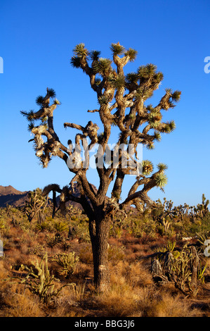 Joshua Tree Arizona Yucca Brevifolia Stock Photo