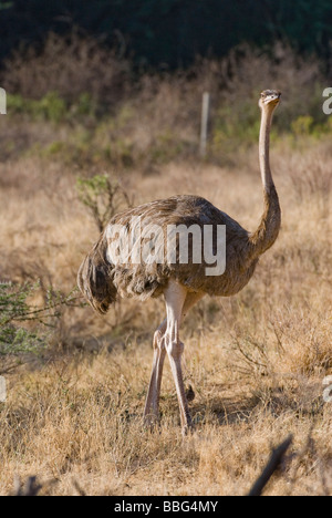 female Somali Ostrich Struthio camelus molybdophanes SAMBURU NATIONAL RESERVE KENYA East Africa Stock Photo