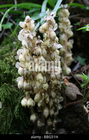 Toothwort Root Toothwort, Lathraea squamaria flowering plant - parasite, parasitic on ...