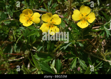 Common Tormentil Potentilla erecta Stock Photo