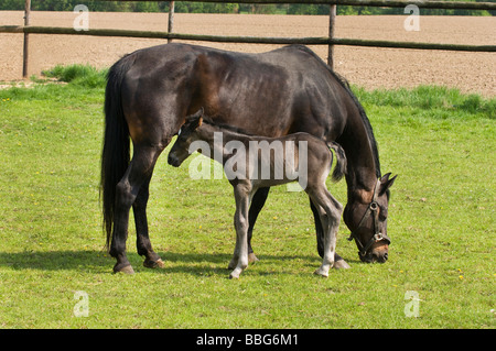 Two-day-old foal standing alongside a grazing mare Stock Photo