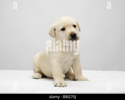 Single Labrador puppy sitting on a white table against a grey background Stock Photo