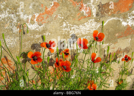 Klatschmohn vor Mauer corn poppy before the wall 03 Stock Photo