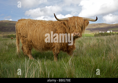 Highland cow chewing grass Stock Photo