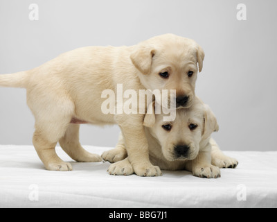 Two yellow labrador puppies playing on a white table against a grey background Stock Photo