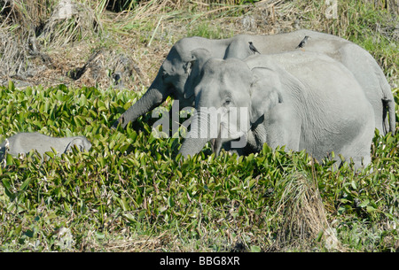 Two female wild Indian Elephants (Elephas maximus indicus) with a baby eating water plants at the margins of a lake. Stock Photo