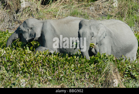 Female wild Indian Elephants (Elephas maximus indicus) eating water plants at the margins of a lake. Stock Photo