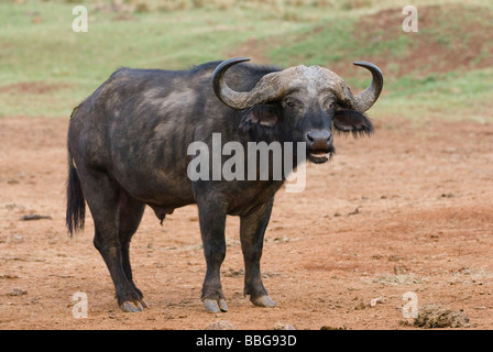 African buffalo Syncerus caffer THE ARK ABERDARE NATIONAL PARK KENYA East Africa Stock Photo