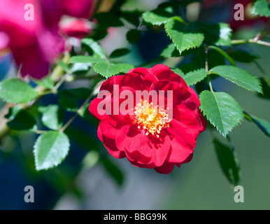 A red Henry Kelsey Hybrid Kordesii climbing rose. Stock Photo