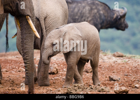 young African Elephant baby Loxodonta africana THE ARK ABERDARE NATIONAL PARK KENYA East Africa Stock Photo