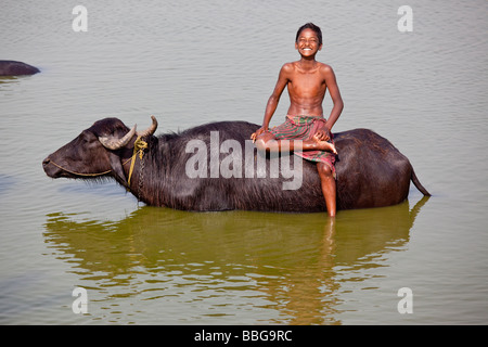 Indian boy Sitting on a Water Buffalo in Malda in Bengal Province India Stock Photo