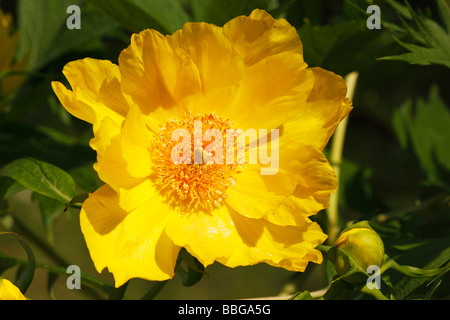 Flowering Yellow Peony, Tree Paeony (Paeonia lutea) Stock Photo