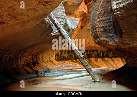 Upper Subway; deadwood in canyon, USA, Utah, Zion National Park