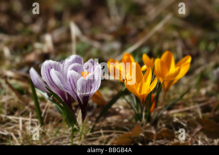 Crocus (Crocus sativus) Stock Photo