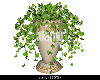 3d illustration of ivy plant isolated on white background Stock Photo ...