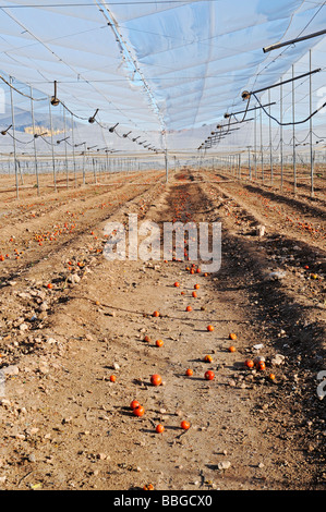 Tomato plantation after harvest, remains, single tomatoes, empty, harvested, earth, farming, agriculture, Costa Calida, Murcia, Stock Photo