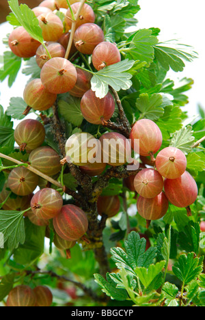 Gooseberry bush with ripe fruit Stock Photo