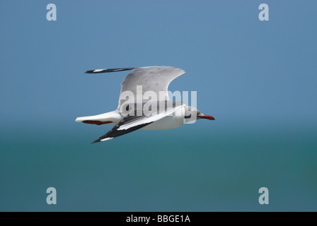 Adult Grey headed Gull Larus cirrocephalus flying along the coast at Tanji Beach Western Gambia April 2009 Stock Photo