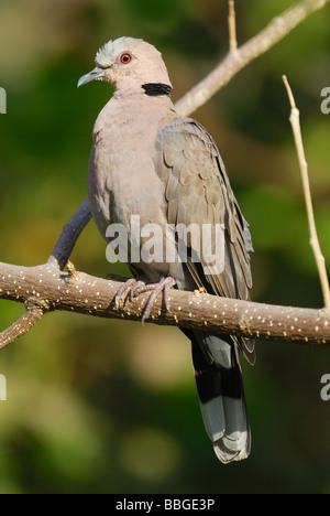 Red-eyed Dove in a tree in The Gambia Stock Photo