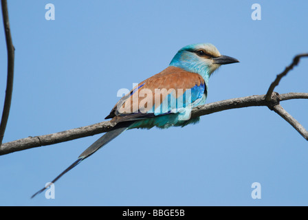 Abyssinian Roller in a tree in The Gambia Stock Photo