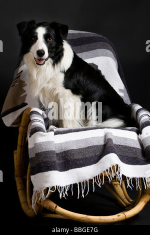 Border Collie sitting in a rocking chair Stock Photo