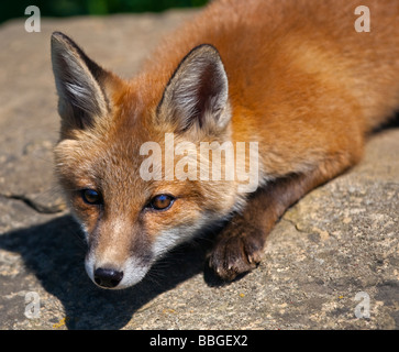 Juvenile Red Fox (vulpes vulpes), UK Stock Photo